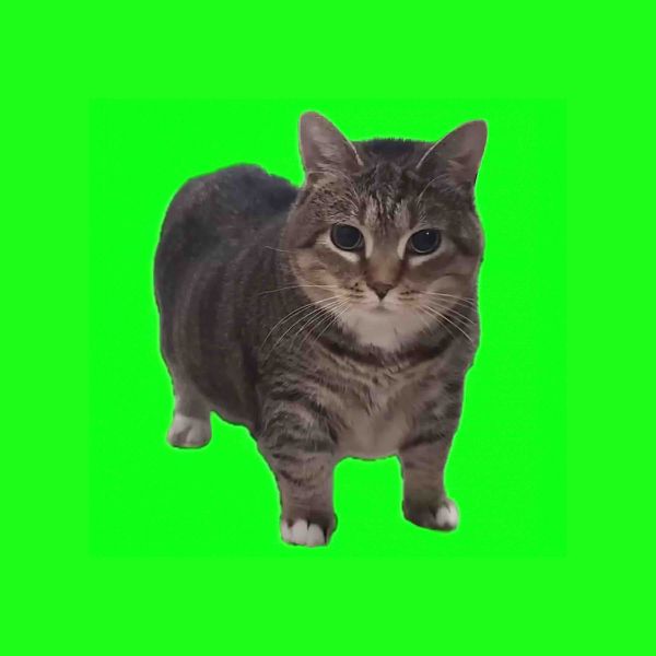 W&W GIVES ETHEL THE VIRAL OIIA CAT A PARTY-READY MAKEOVER ON NEW TRACK ‘OIIA OIIA (SPINNING CAT)’